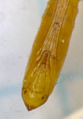 Cameraria hamadryadella