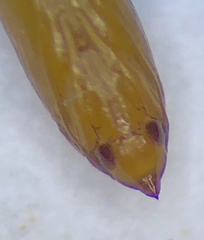 Cameraria hamadryadella