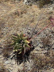 Dudleya ingens
