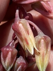 Dudleya ingens