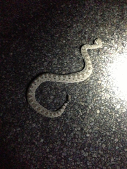 Crotalus cerastes laterorepens