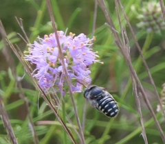 Anthidium maculifrons