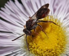 Nomada articulata