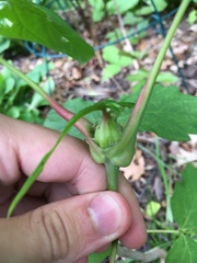 Contarinia negundinis