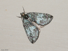 Hydriomena transfigurata