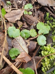 Hydrocotyle pterocarpa