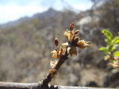 Forestiera