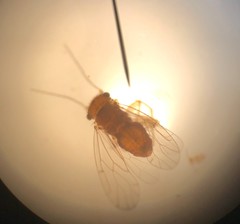 Ectopsocidae