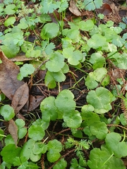 Hydrocotyle pterocarpa
