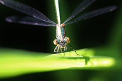 Lestes dryas