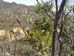 Forestiera