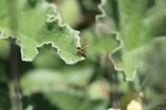 Sphaerophoria rueppellii