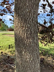 Cercis canadensis canadensis
