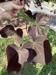 Cercis canadensis canadensis