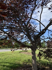 Cercis canadensis canadensis