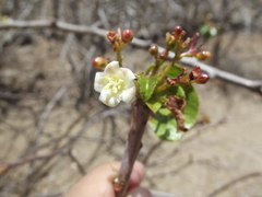 Jatropha vernicosa