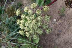 Angelica lucida