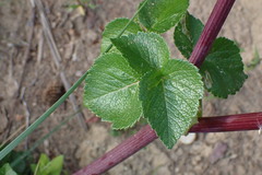 Angelica lucida