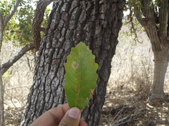 Quercus tuberculata