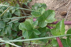 Angelica lucida
