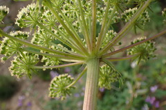Angelica lucida