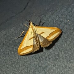 Emprepes pudicalis