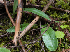 Platanthera elegans
