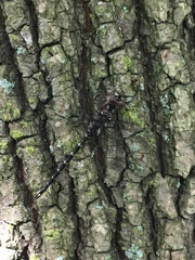 Gomphaeschna antilope