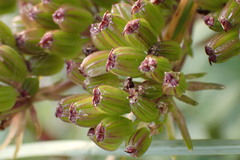 Angelica lucida