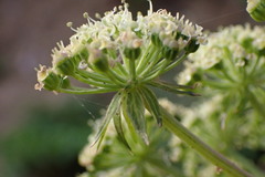 Angelica lucida