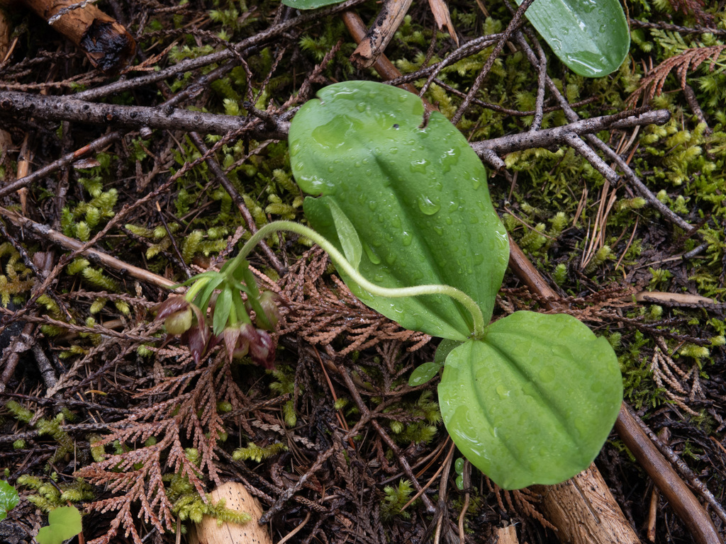 Cypripedium fasciculatum Kellogg