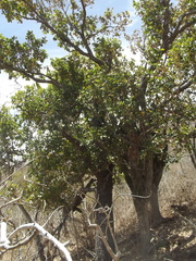 Quercus tuberculata