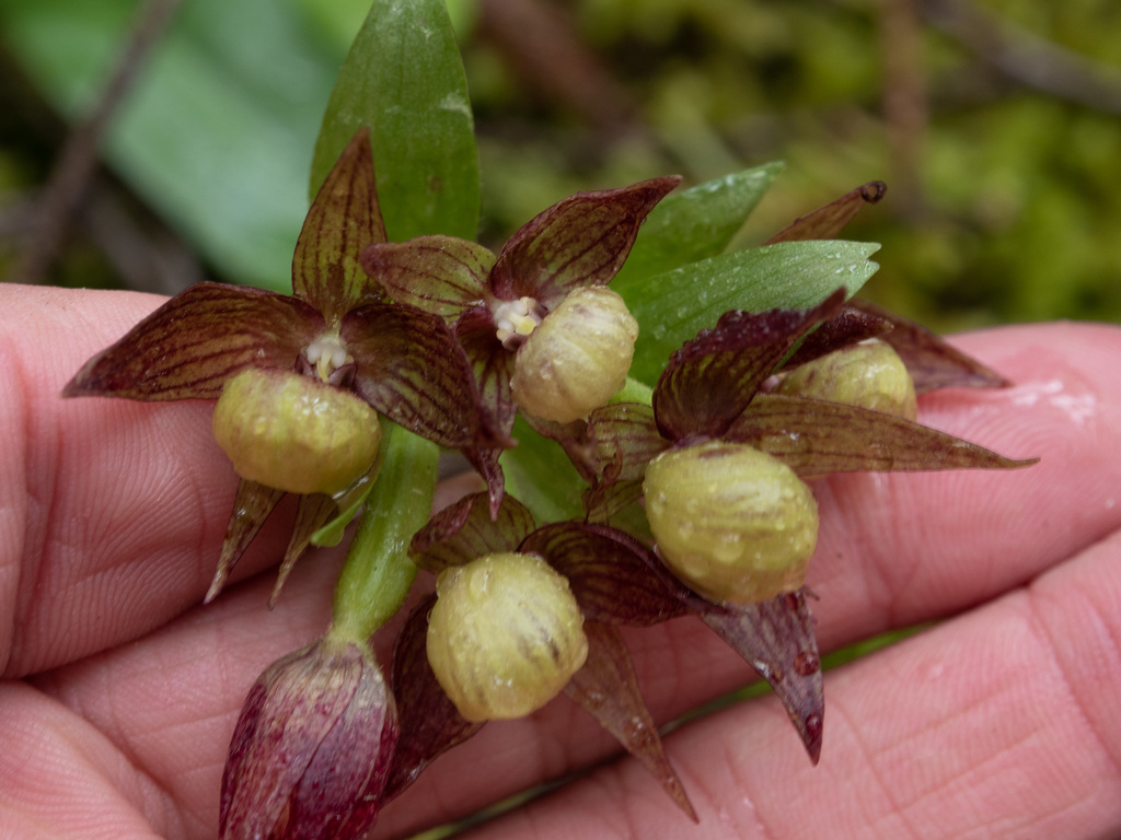 Cypripedium fasciculatum Kellogg 2