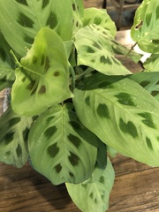 Maranta