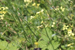 Raphanus raphanistrum landra