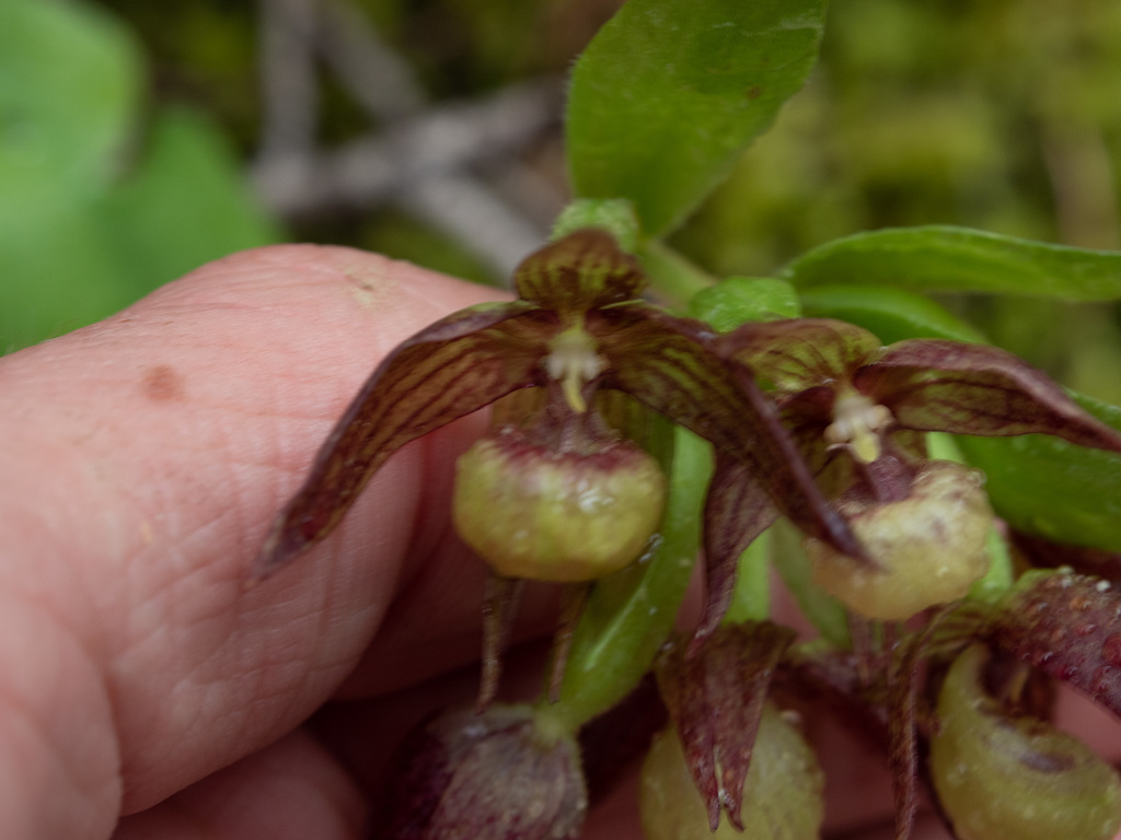 Cypripedium fasciculatum Kellogg 3