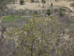 Nahuatlea arborescens