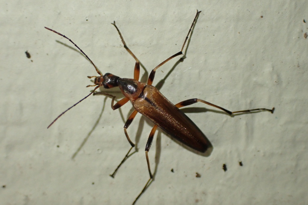 Cephaloon bicolor