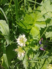 Hydrophyllum fendleri