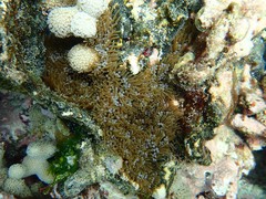 Lebrunia neglecta