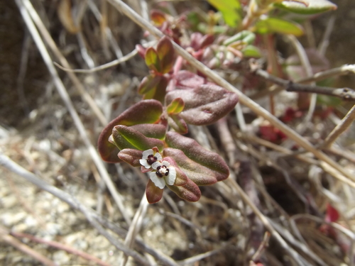 Euphorbia peninsularis