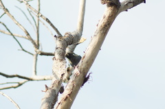 Melanerpes chrysogenys