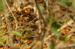 Thryophilus pleurostictus