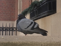 Columba livia domestica