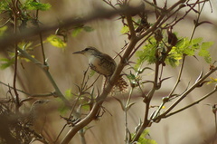 Thryophilus pleurostictus