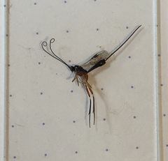 Macrocentrinae