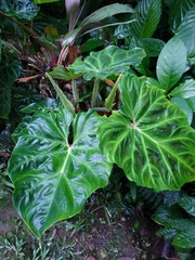Philodendron verrucosum