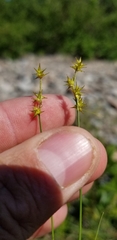 Carex echinata echinata