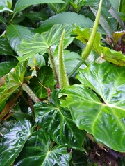 Philodendron verrucosum
