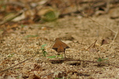 Thryophilus pleurostictus